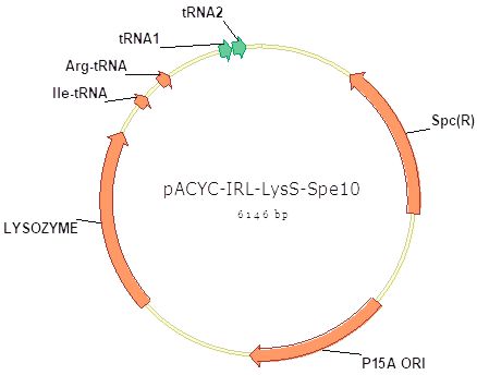 pACYC-IRL-LysS-Spe10