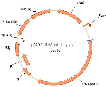 pACYC-RNApolT7-lysis1