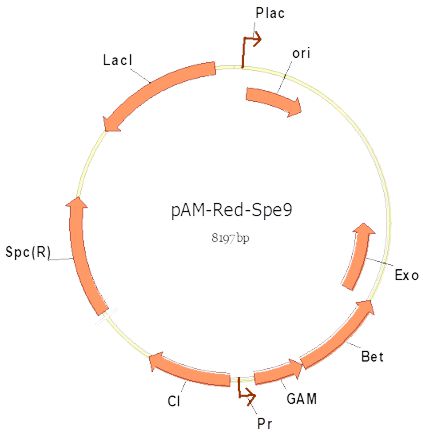 pAM-Red-Spe9 - Click Image to Close