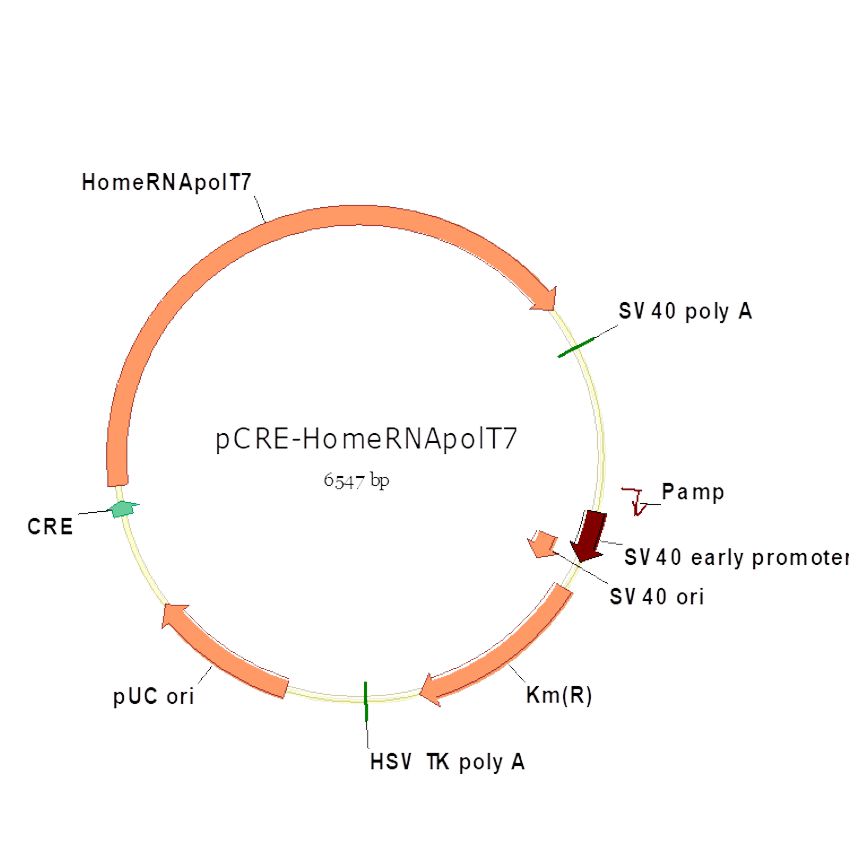 pCRE-HomeRNApolT7