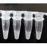 Chemical competent cells DH5αF’-50