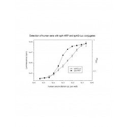 spAG-Luciferase