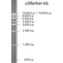 αMarker-kb