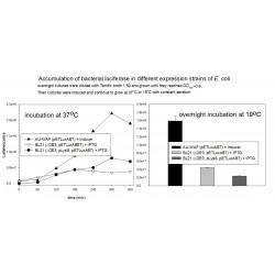 Electrocompetent cells...