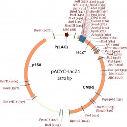 pACYC-lacZ1