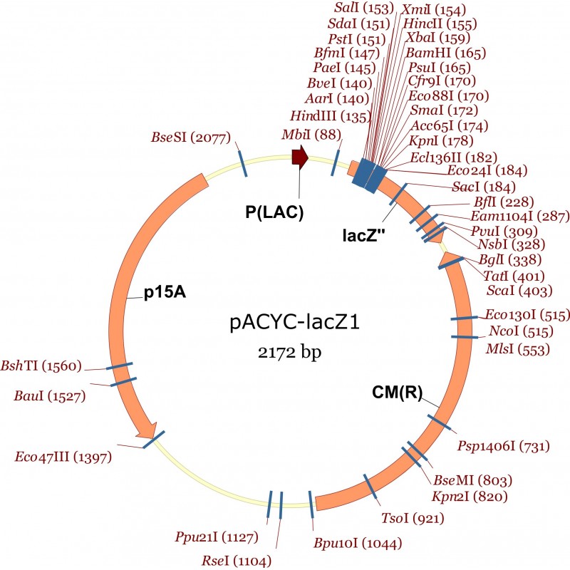 pACYC-lacZ1