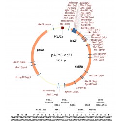 pACYC-lacZ1