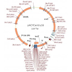 pACYCentry16