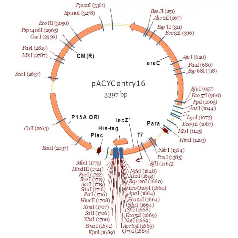 pACYCentry16