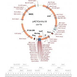 pACYCentry16