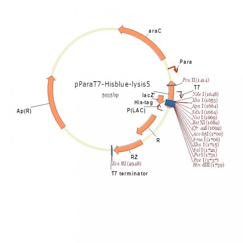 pParaT7-Hisblue-lysis5