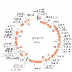 pSLAB22