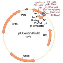 pUCentryKm10