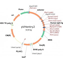 pVHentry2