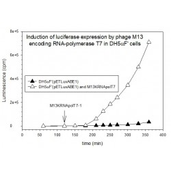 M13KRNApolT7