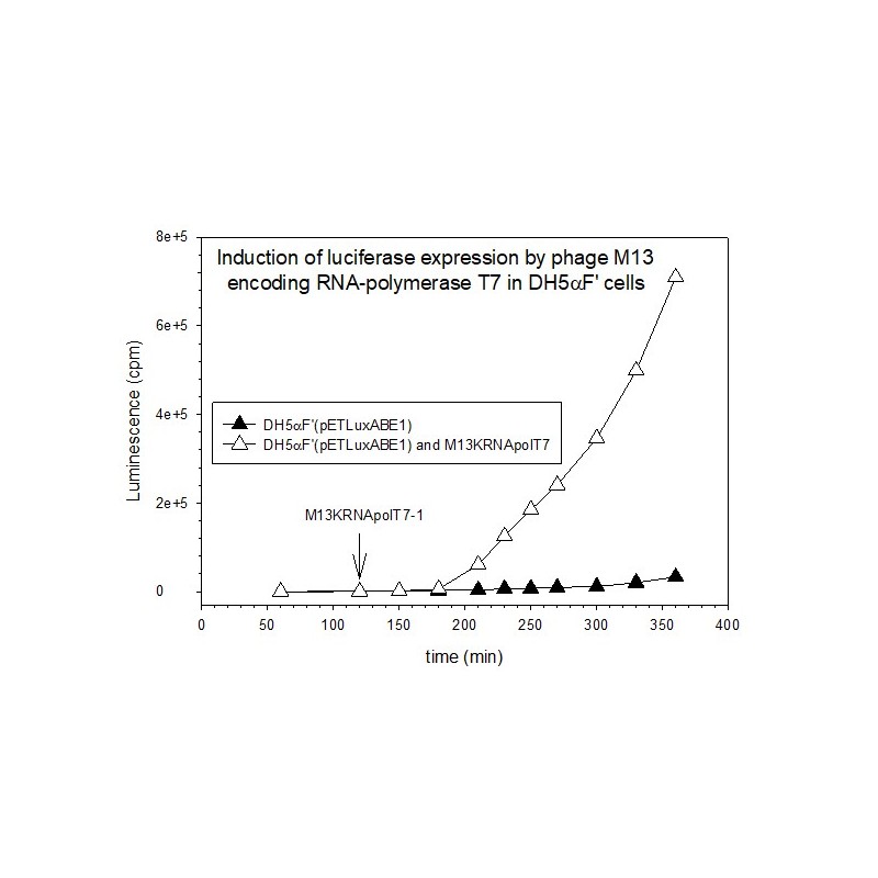 M13KRNApolT7