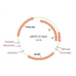 pACYC-II-Spe1