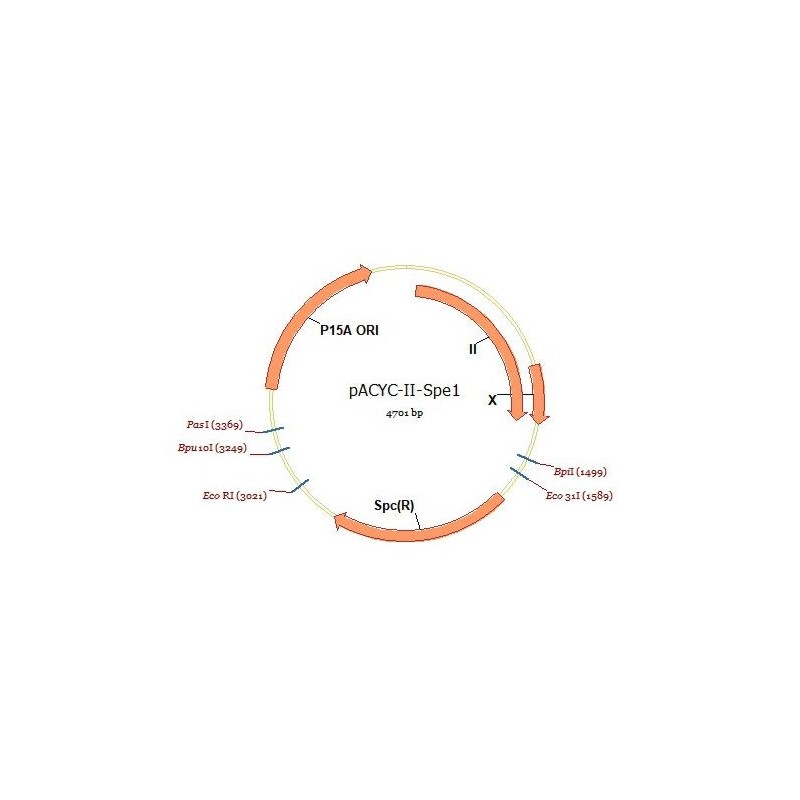 pACYC-II-Spe1