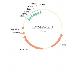 pACYC-IleArgLeu17