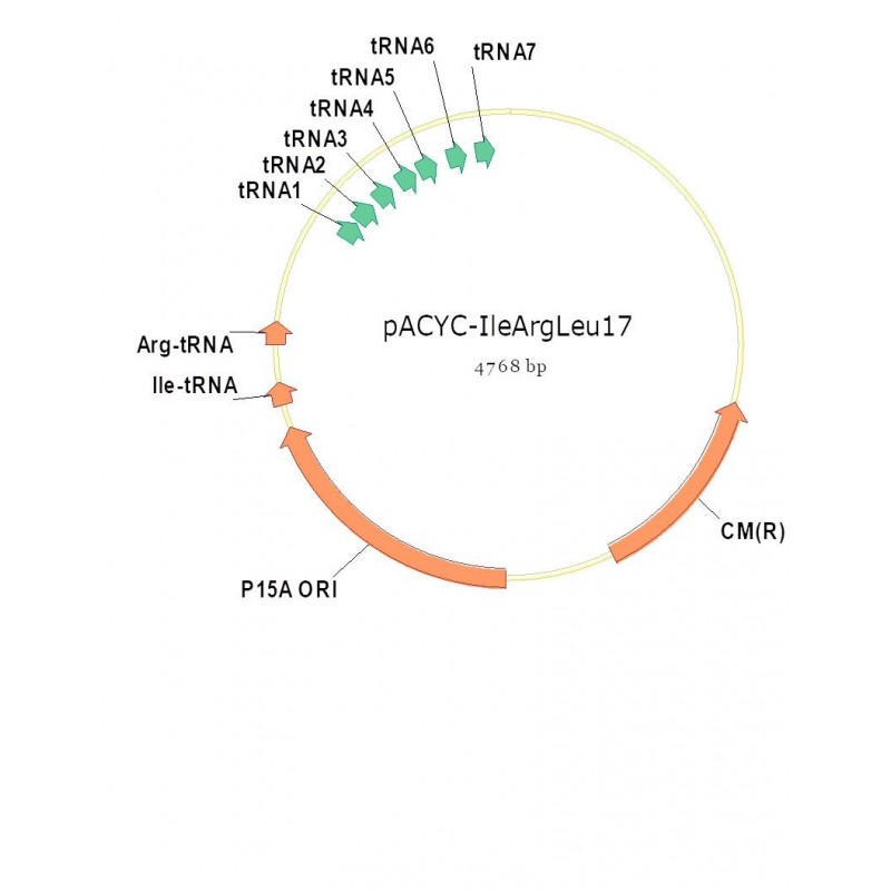 pACYC-IleArgLeu17
