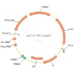 pACYC-IRL-lysis30