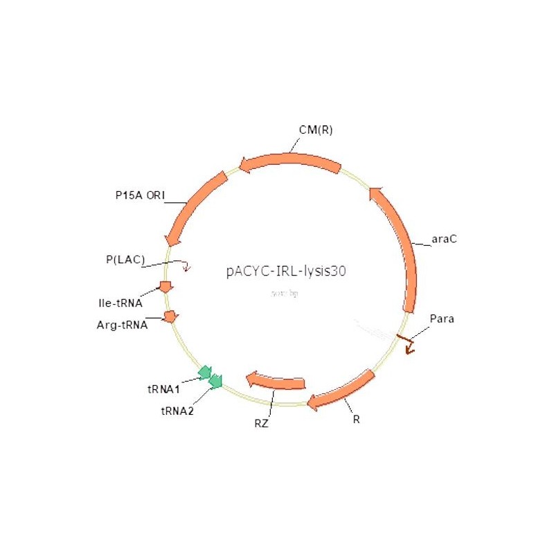 pACYC-IRL-lysis30