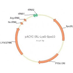 pACYC-IRL-LysS-Spe10