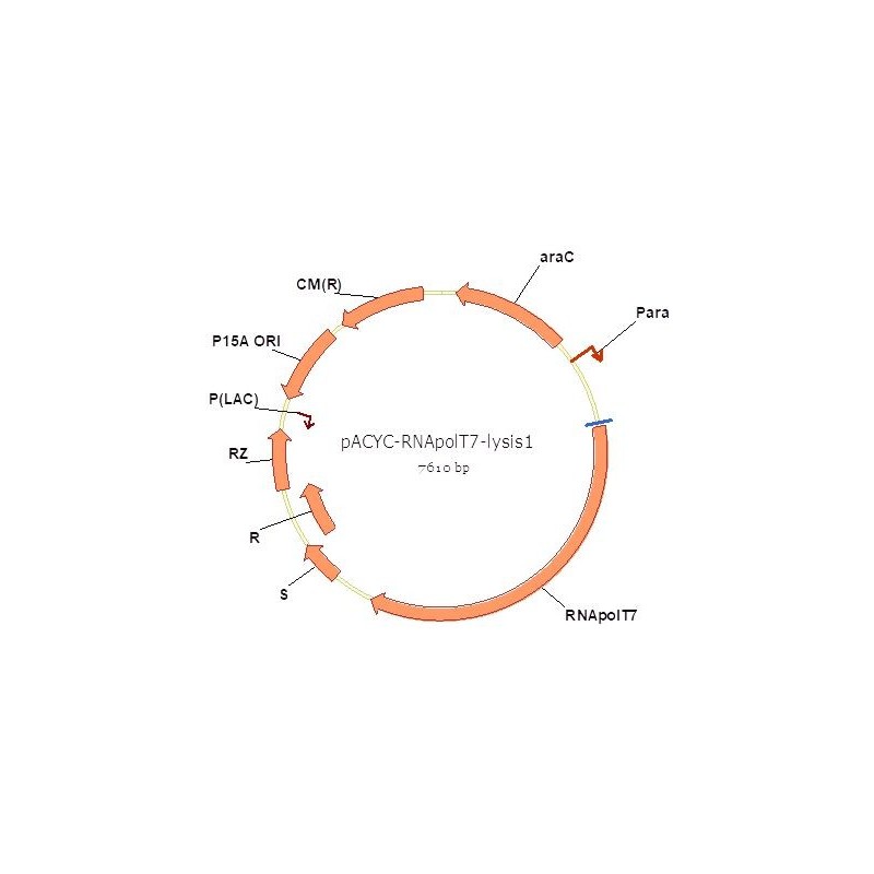 pACYC-RNApolT7-lysis1