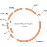 pACYC-RNApolT7-lysis1