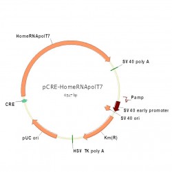 pCRE-HomeRNApolT7