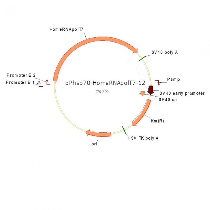 pPhsp70-HomeRNApolT7-12