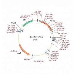 pCamp-Km10