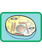 Mammalian cell cultures