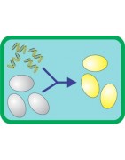 Competent Escherichia coli cells for cloning and expression